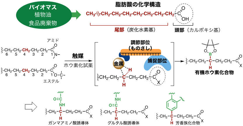 脂肪酸を有用物に変換する画期的な人工触媒を開発 化学原料のバイオマス転換で持続可能社会への貢献に期待 北海道大学 化学反応創成研究拠点 Icredd