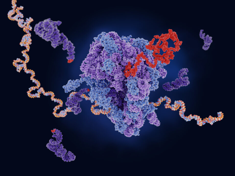 Press Release Shaping the future of mRNA based drug delivery – ICReDD ...